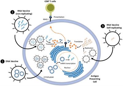 Nanomedicine & Nanotoxicology Future Could Be Reshaped Post-COVID-19 Pandemic